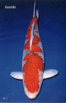 Goshiki