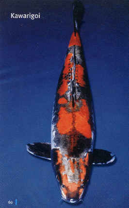 Kawarigoi