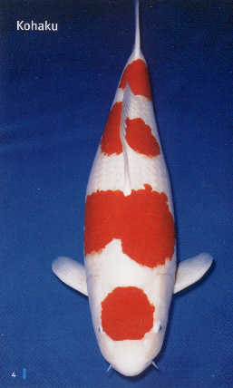 Kohaku