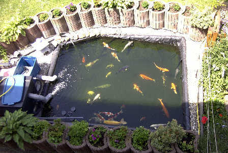 Koi3