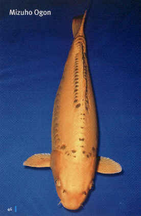 Mizuho Ogon