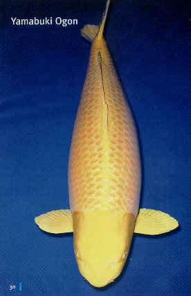 Yamabuki Ogon