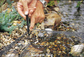 Aquanet1